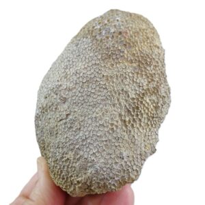 Favosites goldfussi  VENDIDO