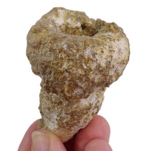Trochobolus cylindratus 売却済み