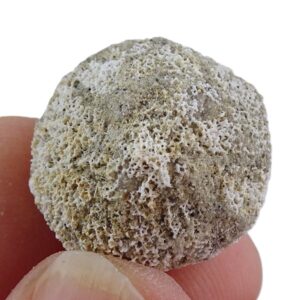 Plinthosella squamosa 売却済み