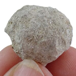 Plinthosella squamosa 売却済み