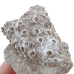 Aulocystidae  VENDIDO