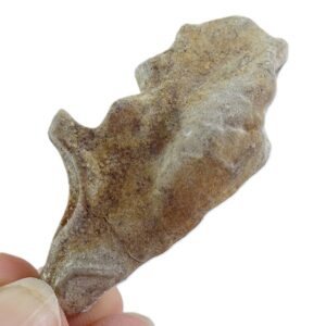 Pleurothyris 葉 = Wapkosia 葉 売却済み