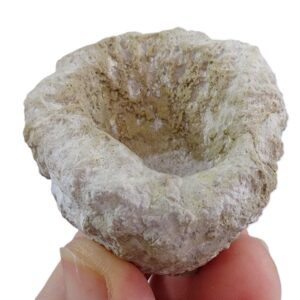 トロコボルス・テキサトゥス 売却済み