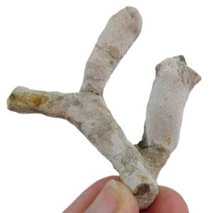 Doryderma roemeri = Brochodora roemeri  VENDIDO