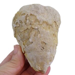 Coscinopora infundibuliformis  VENDIDO