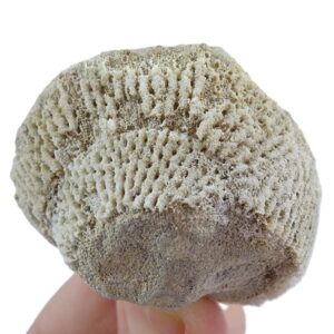Ventriculites radiatus  VENDIDO