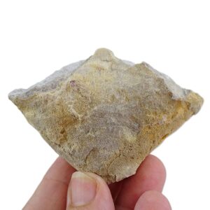 Leptophragma micropora VENDIDO