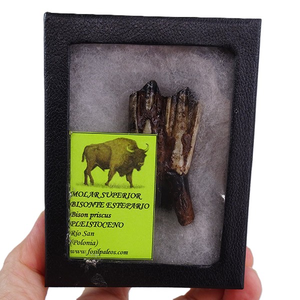 Bison priscus
