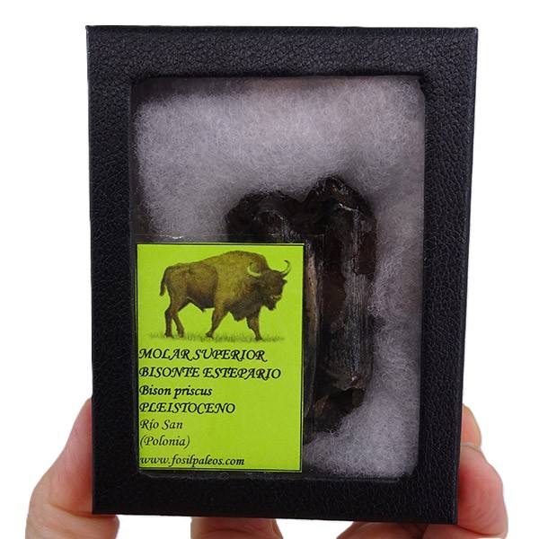 Bison priscus - Imagen 2
