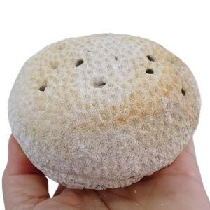Dichocoenia caloosahatcheensis  VENDIDO