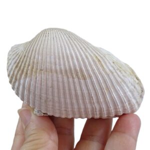 Anadara lienosa