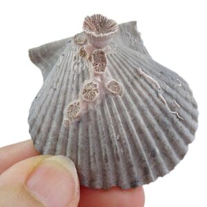 Coral sobre Argopecten irradians