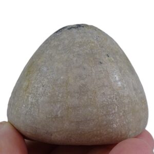 Echinocorys conica