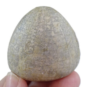 Echinocorys conica