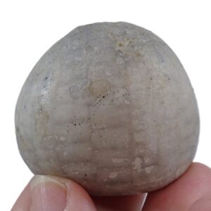 Echinocorys scutata  VENDIDO