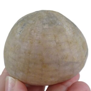 Echinocorys scutata  VENDIDO