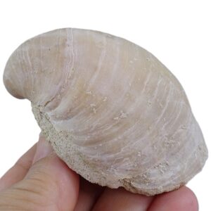 Rhynchostreon suborbiculatum