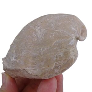 Rhynchostreon suborbiculatum