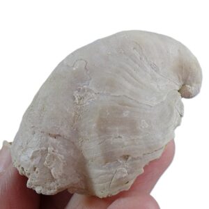 Rhynchostreon suborbiculatum