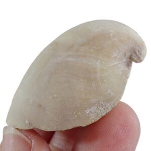 Rhynchostreon suborbiculatum