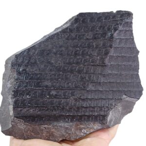 Sigillaria cancriformis
