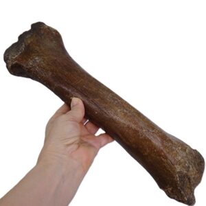 Bison priscus