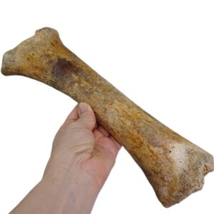 Bison priscus