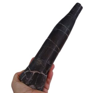 Megateuthis gigantea
