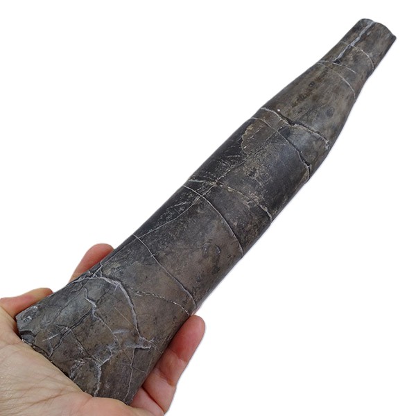 Megateuthis gigantea - Imagen 4