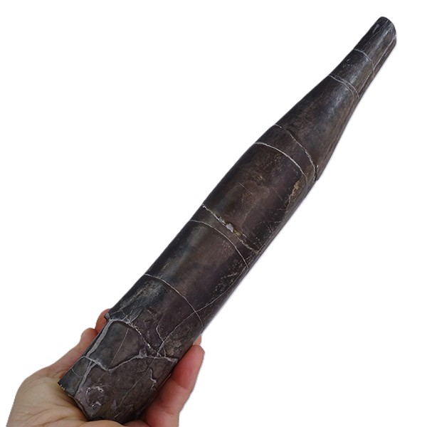 Megateuthis gigantea - Imagen 5