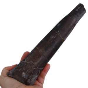Megateuthis gigantea