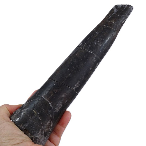 Megateuthis gigantea - Imagen 4