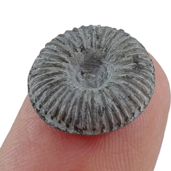 Palaeocyclus porpita VENDIDO