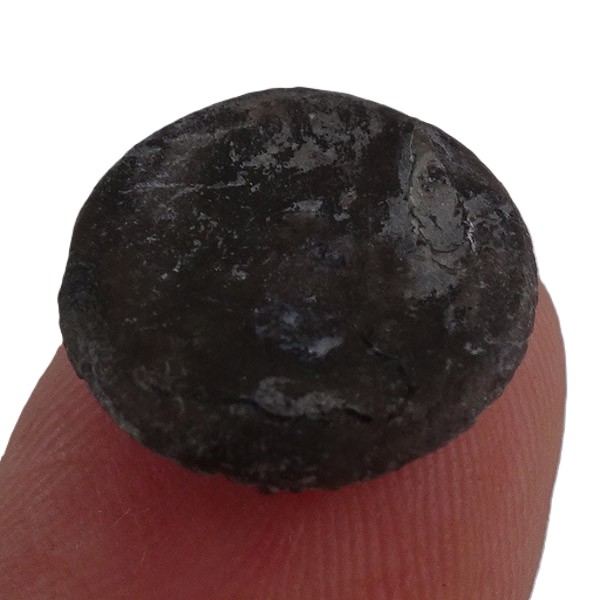 Palaeocyclus porpita VENDIDO - Imagen 2
