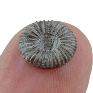 Palaeocyclus porpita  VENDIDO