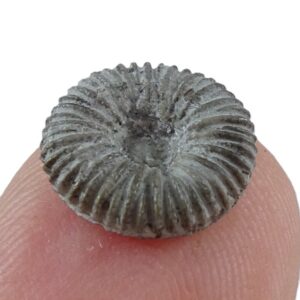 Palaeocyclus porpita  VENDIDO