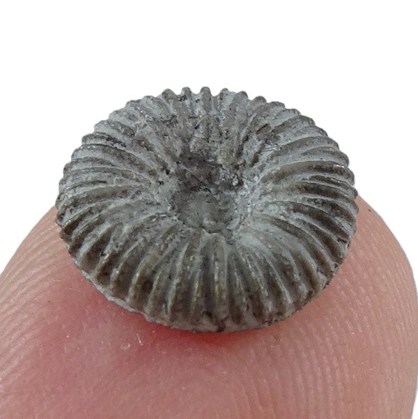 Palaeocyclus porpita VENDIDO
