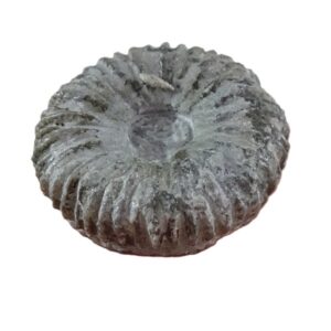 Palaeocyclus porpita  VENDIDO