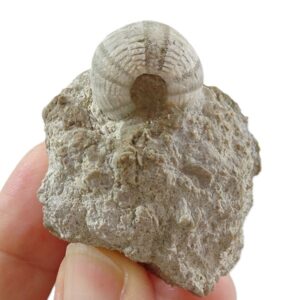 Micropedina olisiponensis  VENDIDO