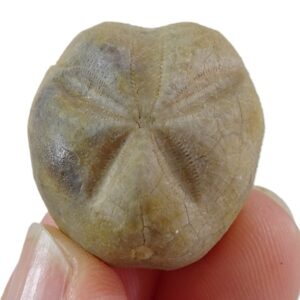 Hemiaster (Mecaster) pseudofourneli