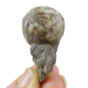Globator petrocoriensis  VENDIDO