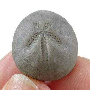 Hemiaster (Bolbaster) batalleri  VENDIDO