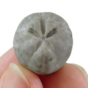 Hemiaster (Bolbaster) batalleri  VENDIDO