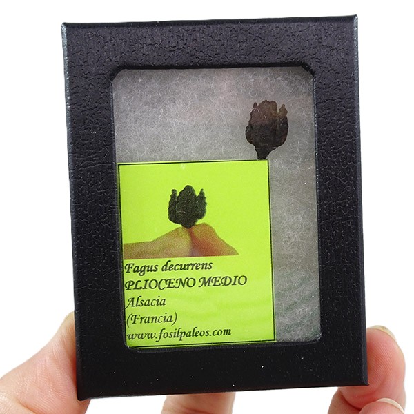 Fagus decurrens - Image 2