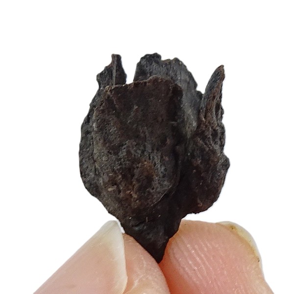 Fagus decurrens - Image 3