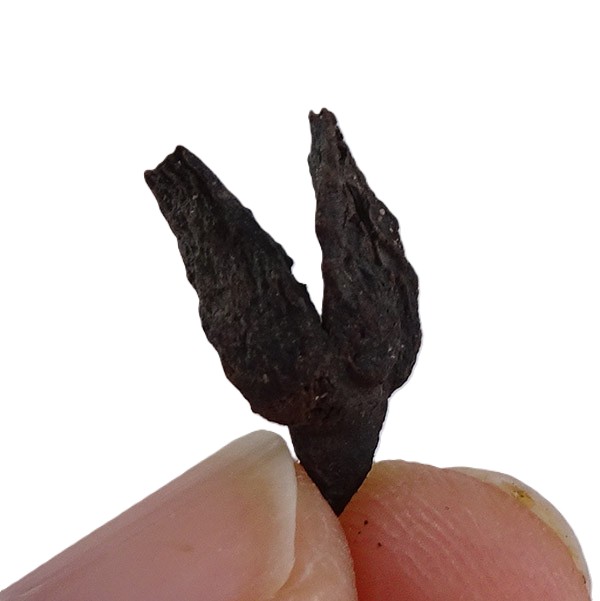 Fagus decurrens - Image 4