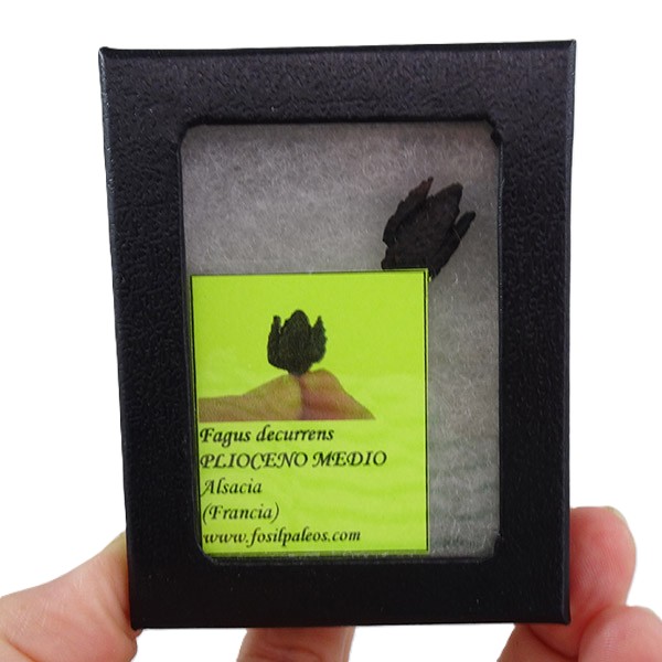 Fagus decurrens - Imagen 2