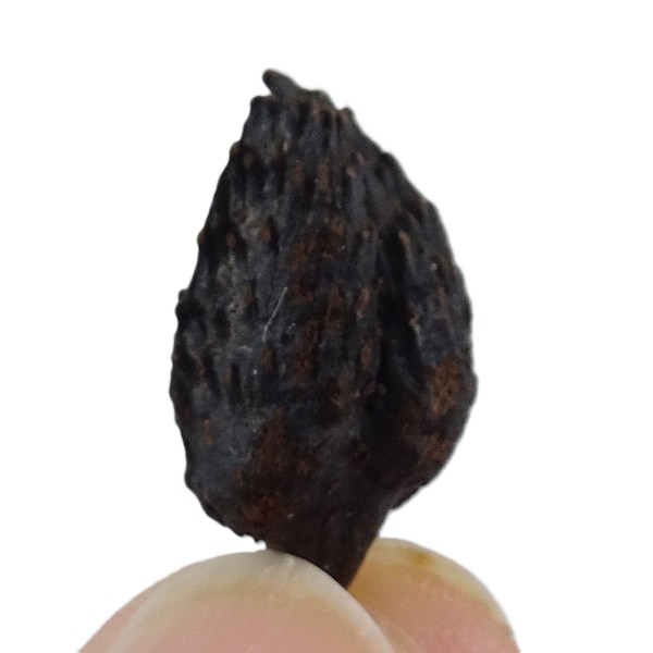 Fagus decurrens - Imagen 4