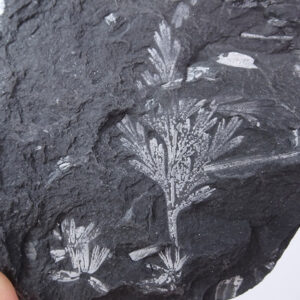 Sphenopteris (Eremopteris) missouriensis