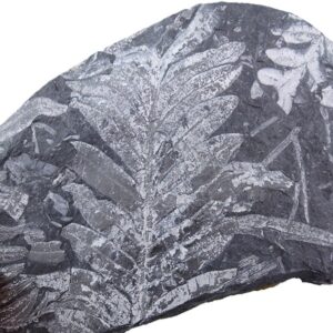 Alethopteris grandini